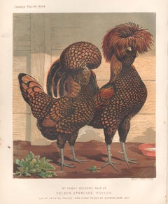 Poultry - Golden Spangled Polish, antique bird chromolithograph print, 1873