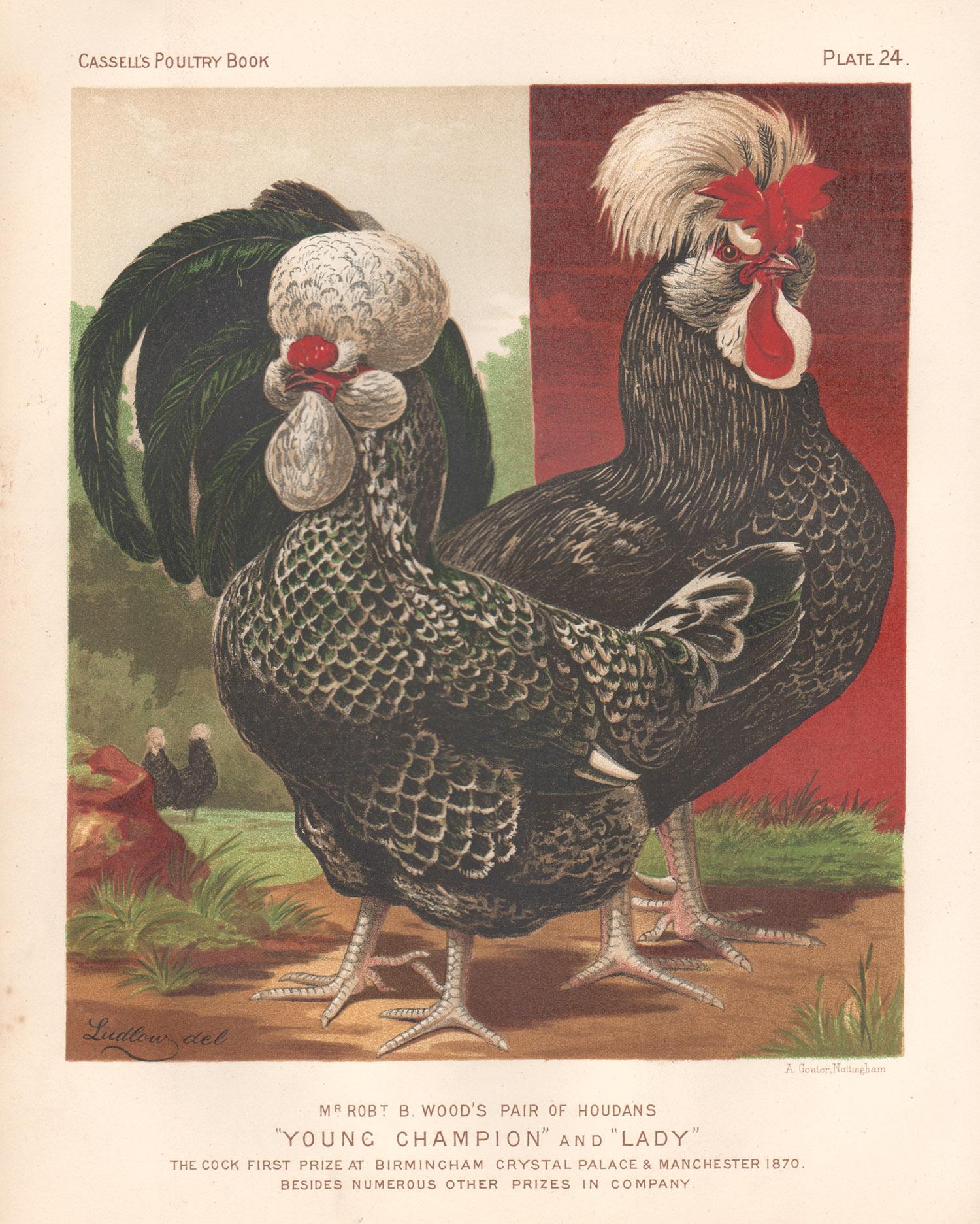 JW Ludlow Animal Print - Poultry - Houdans, antique bird chromolithograph print, 1873