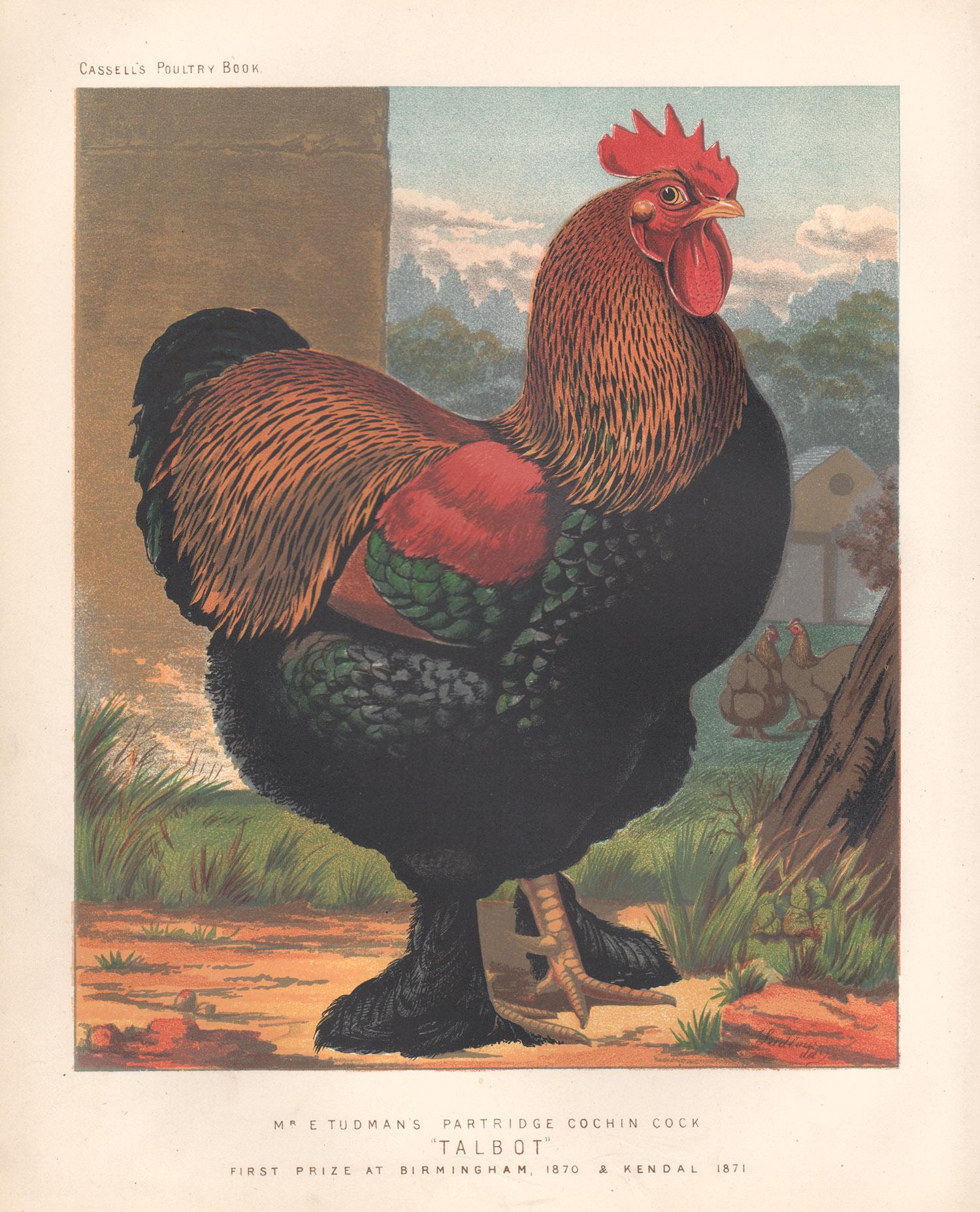 JW Ludlow Animal Print - Poultry - Partridge Cochin Cock, antique bird chromolithograph print, 1873