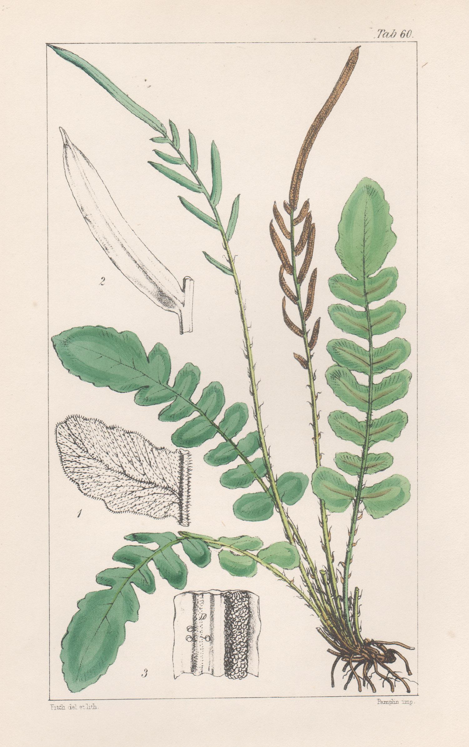 Walter Hood Fitch Still-Life Print - Ferns - Lomaria Nigra, antique fern lithograph print, 1854
