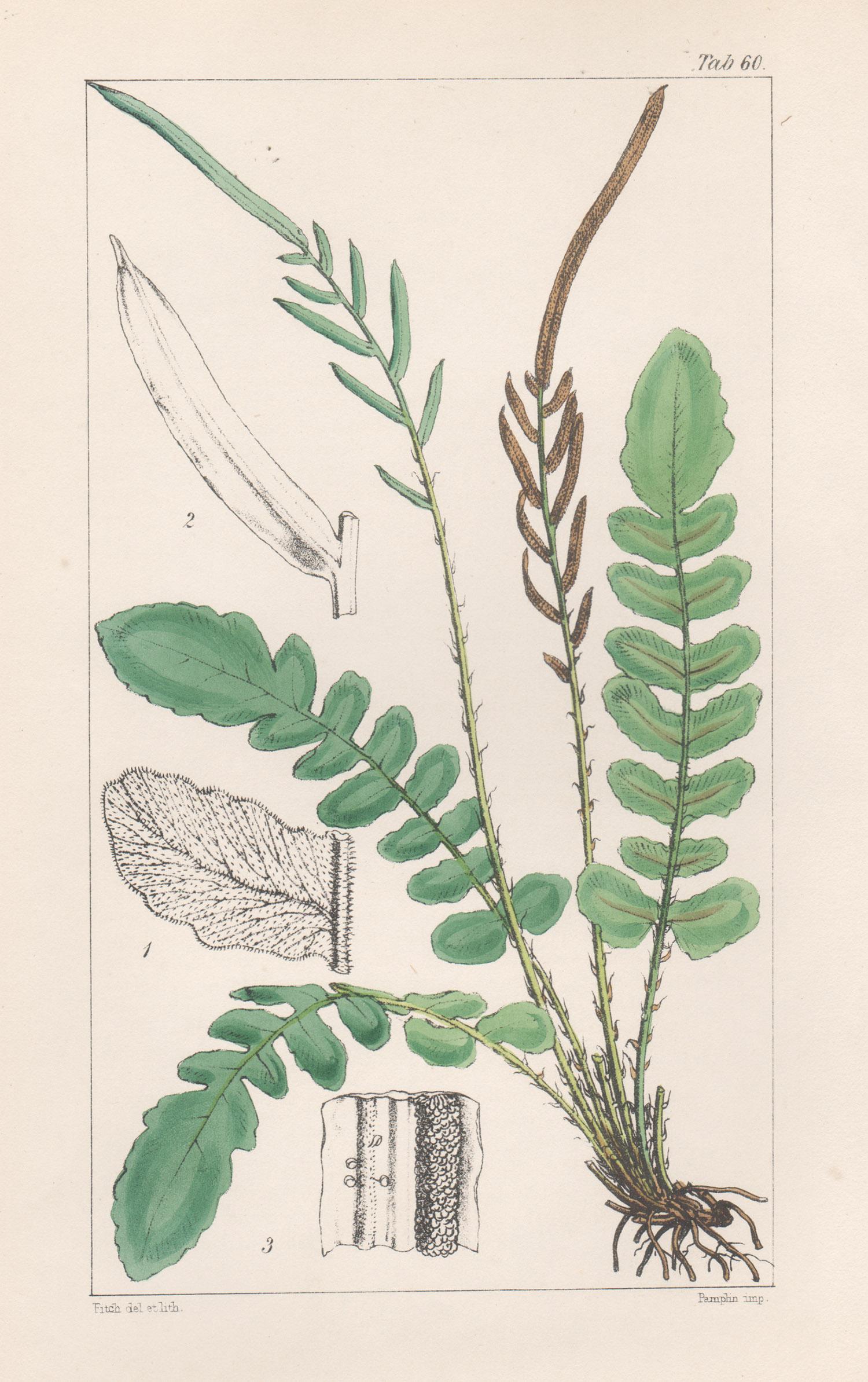 Still-Life Print de Walter Hood Fitch - Helechos - Lomaria Nigra, litografía antigua de helechos, 1854