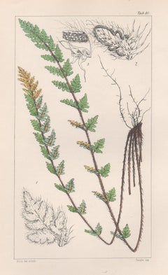 Ferns - Nothochlaena Distans, antique fern lithograph print, 1854