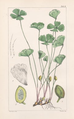 Ferns - Marsilea Macropus (Nardoo), antique fern lithograph print, 1854
