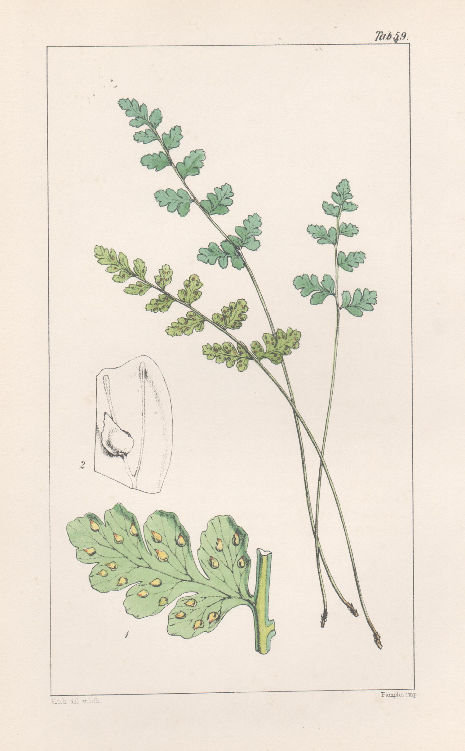Walter Hood Fitch Still-Life Print - Ferns - Cystopteris Tasmanica, antique fern lithograph print, 1854