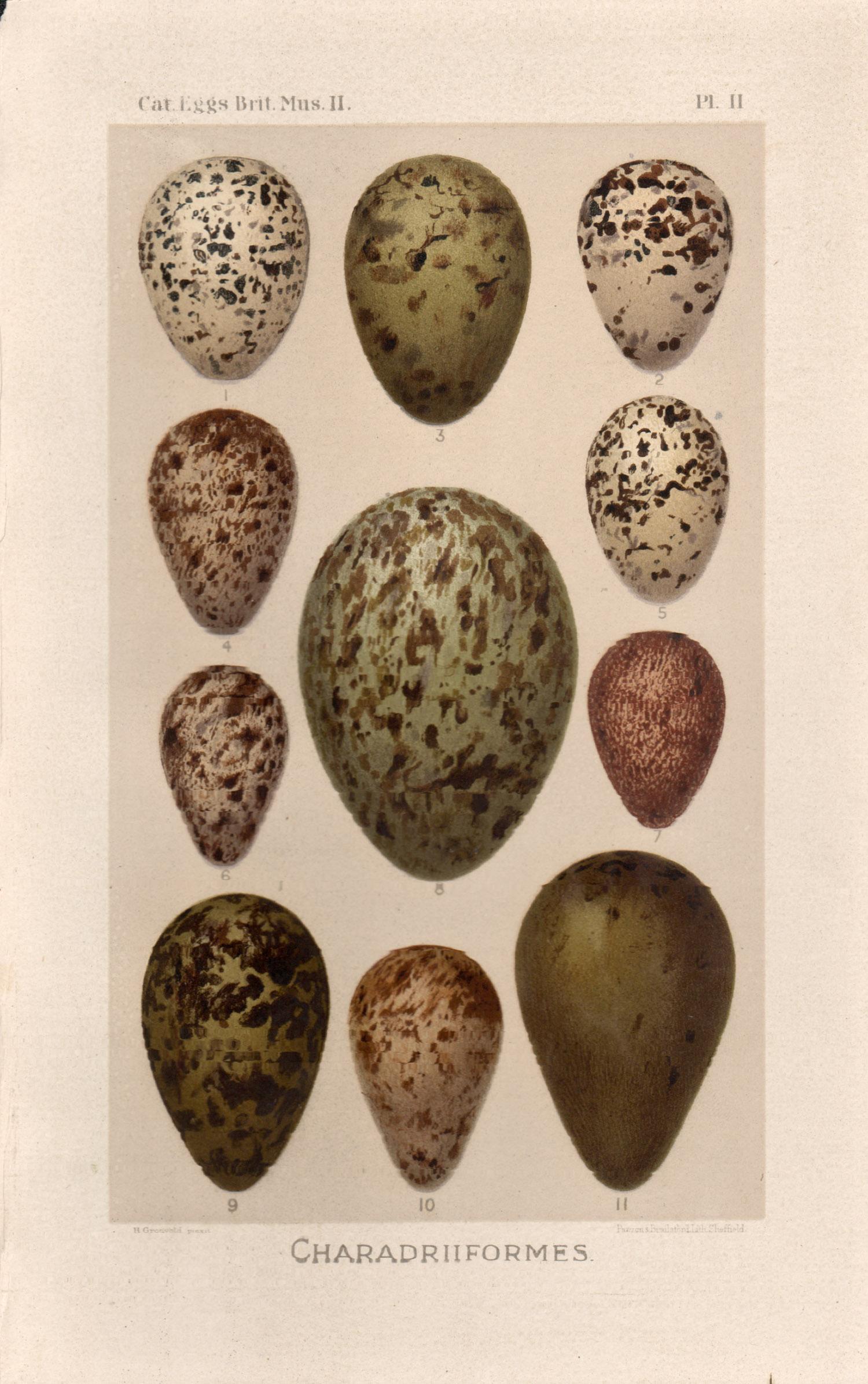After Henrik Gronvold Animal Print - Bird Eggs - Antique egg chromolithograph print, 1905