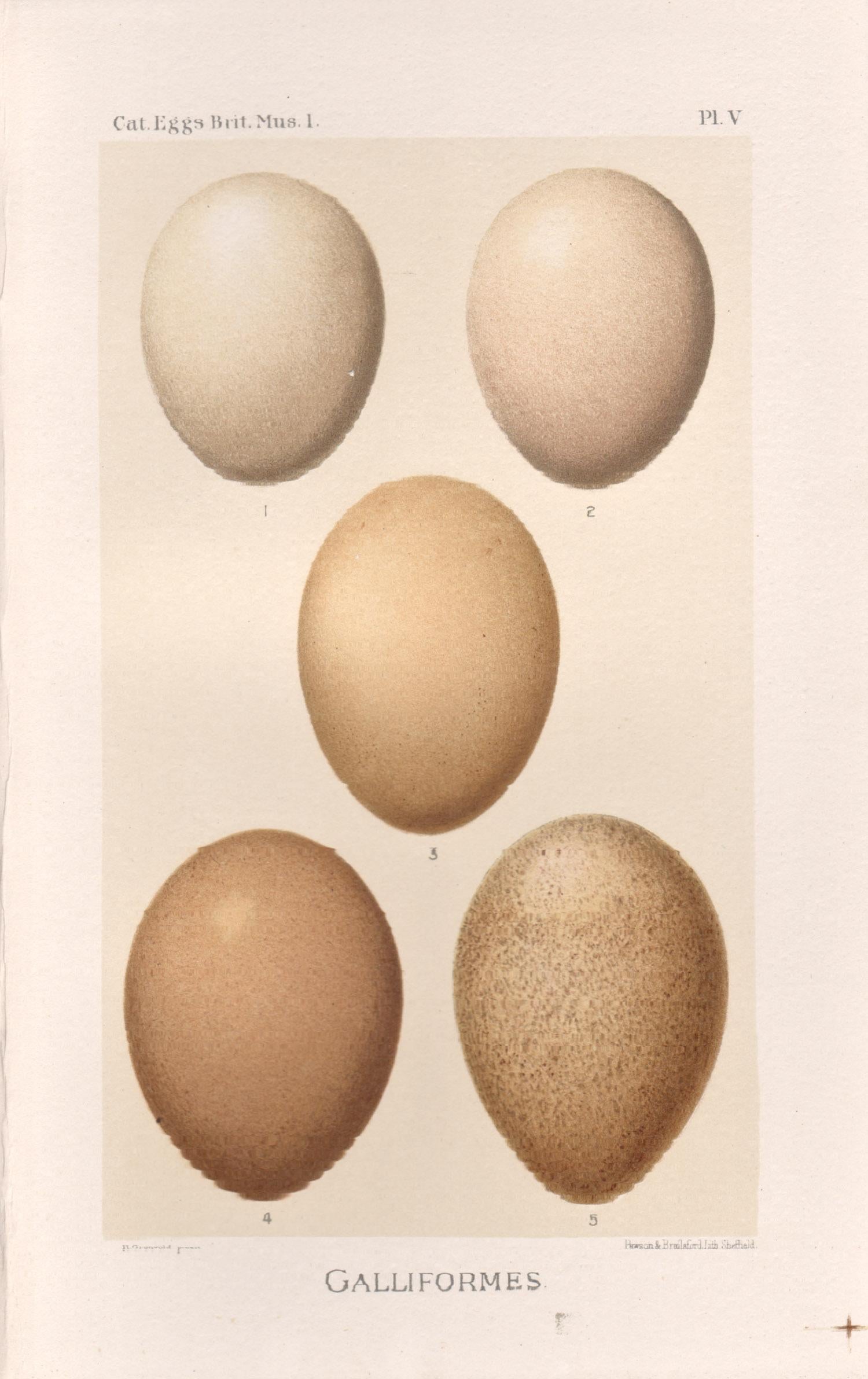 After Henrik Gronvold Animal Print - Bird Eggs - Antique egg chromolithograph print, 1905