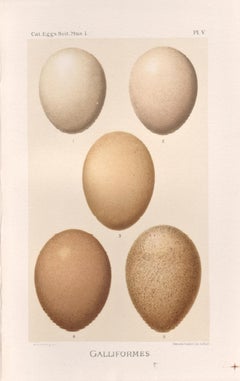 Œufs d'oiseaux - Impression chromolithographie ancienne d'un œuf, 1905