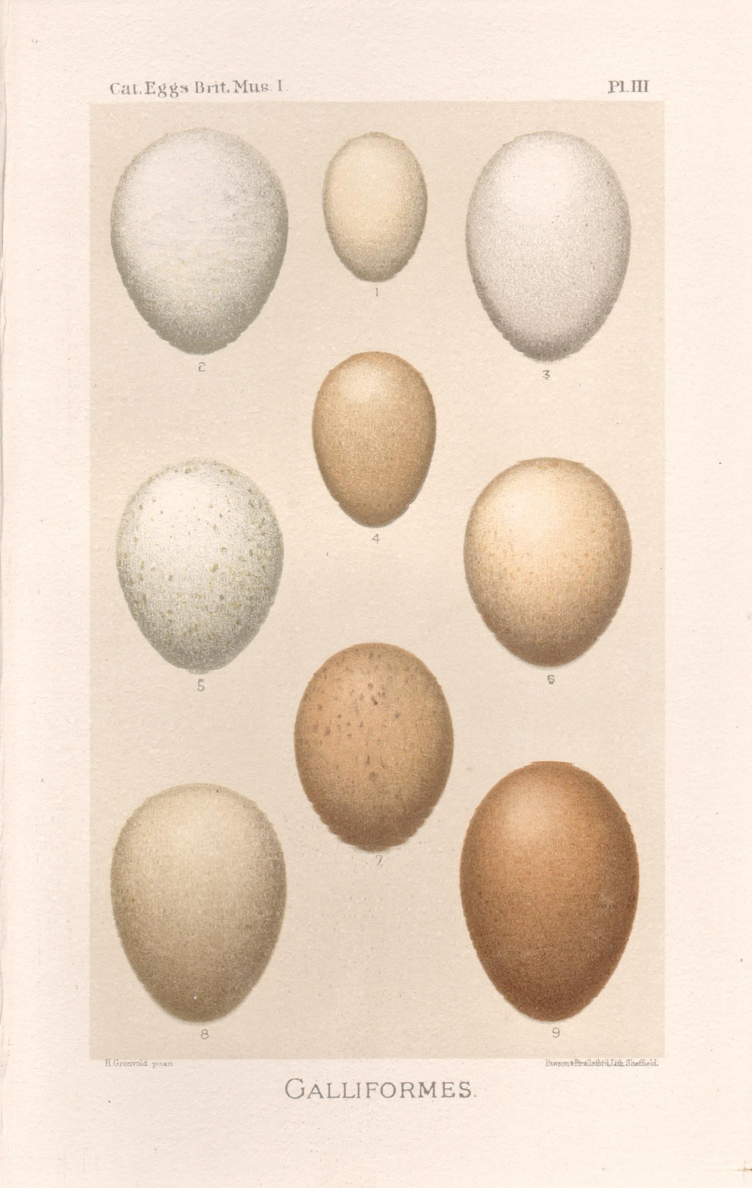 After Henrik Gronvold Animal Print - Bird Eggs - Antique egg chromolithograph print, 1905