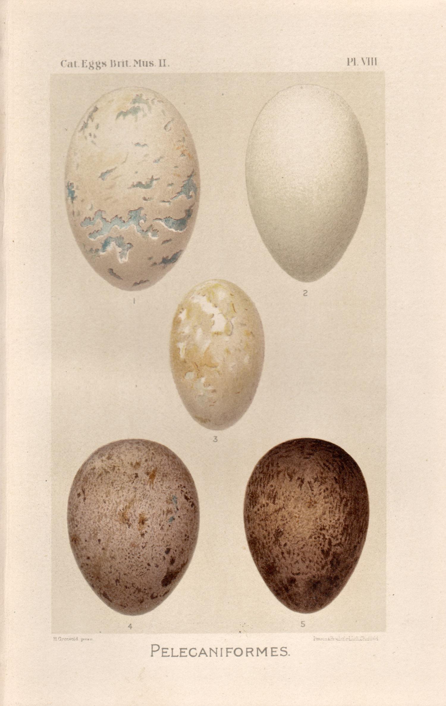 After Henrik Gronvold Animal Print - Bird Eggs - Antique egg chromolithograph print, 1905