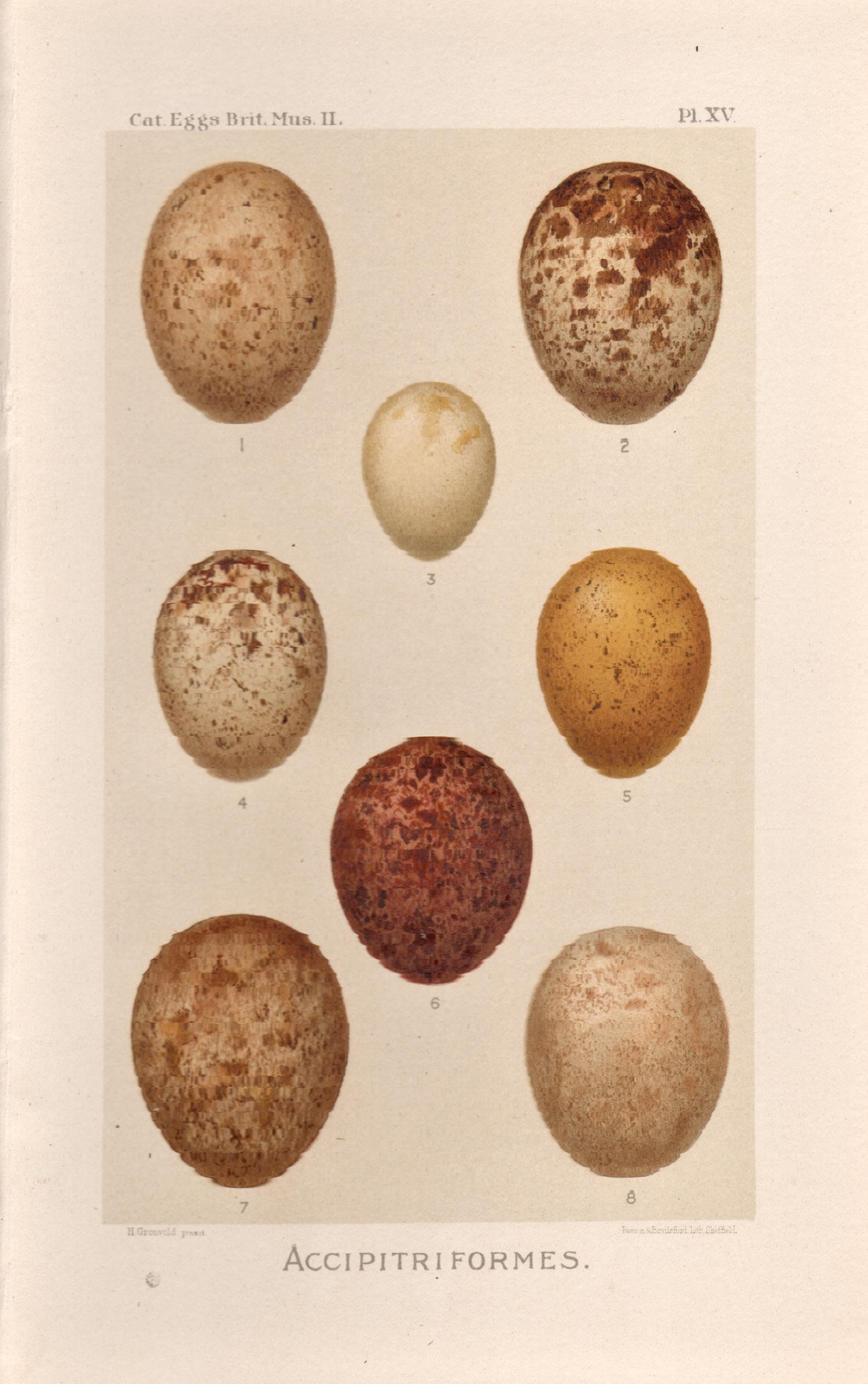 After Henrik Gronvold Animal Print - Bird Eggs - Antique egg chromolithograph print, 1905