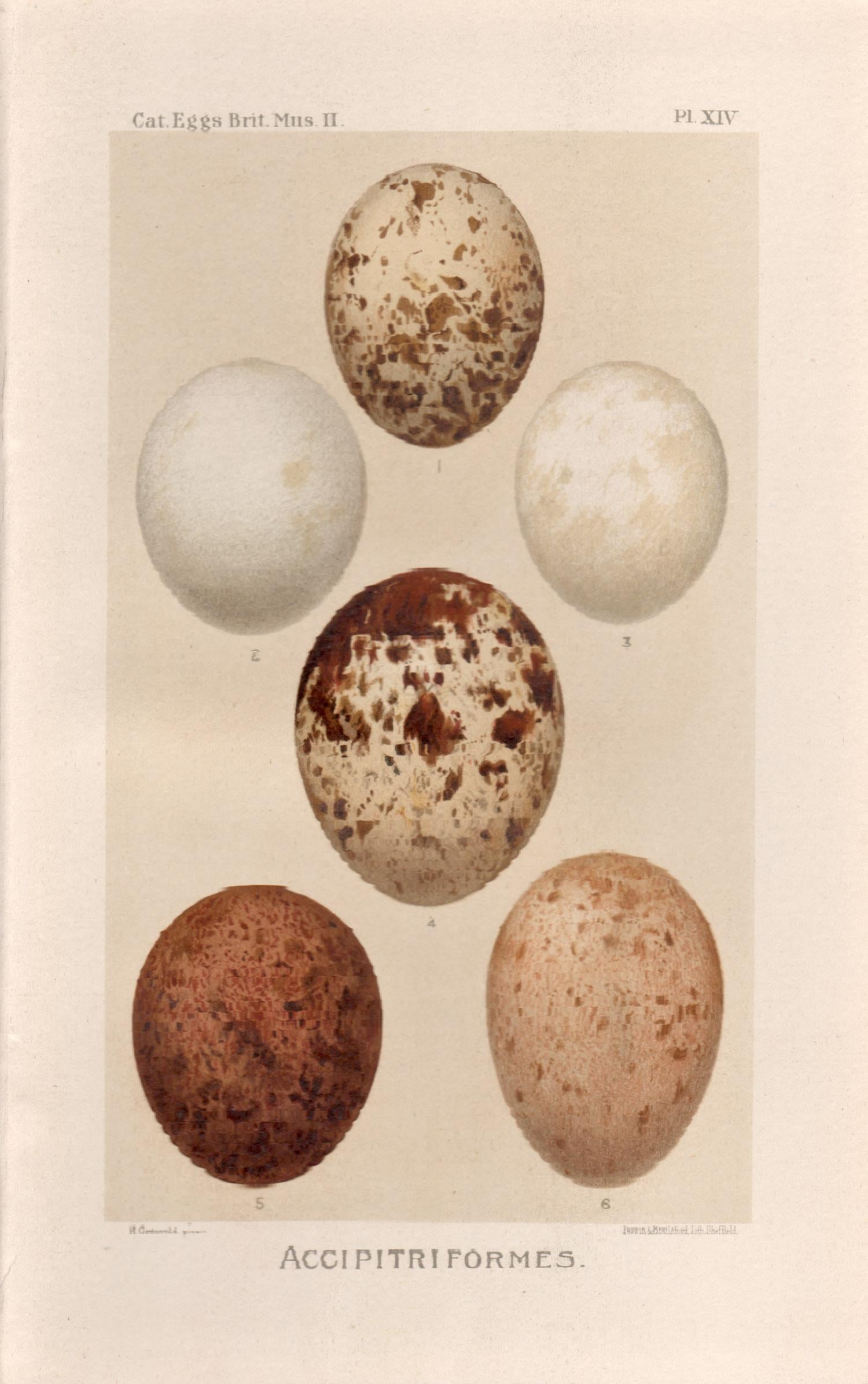 After Henrik Gronvold Animal Print - Bird Eggs - Antique egg chromolithograph print, 1905