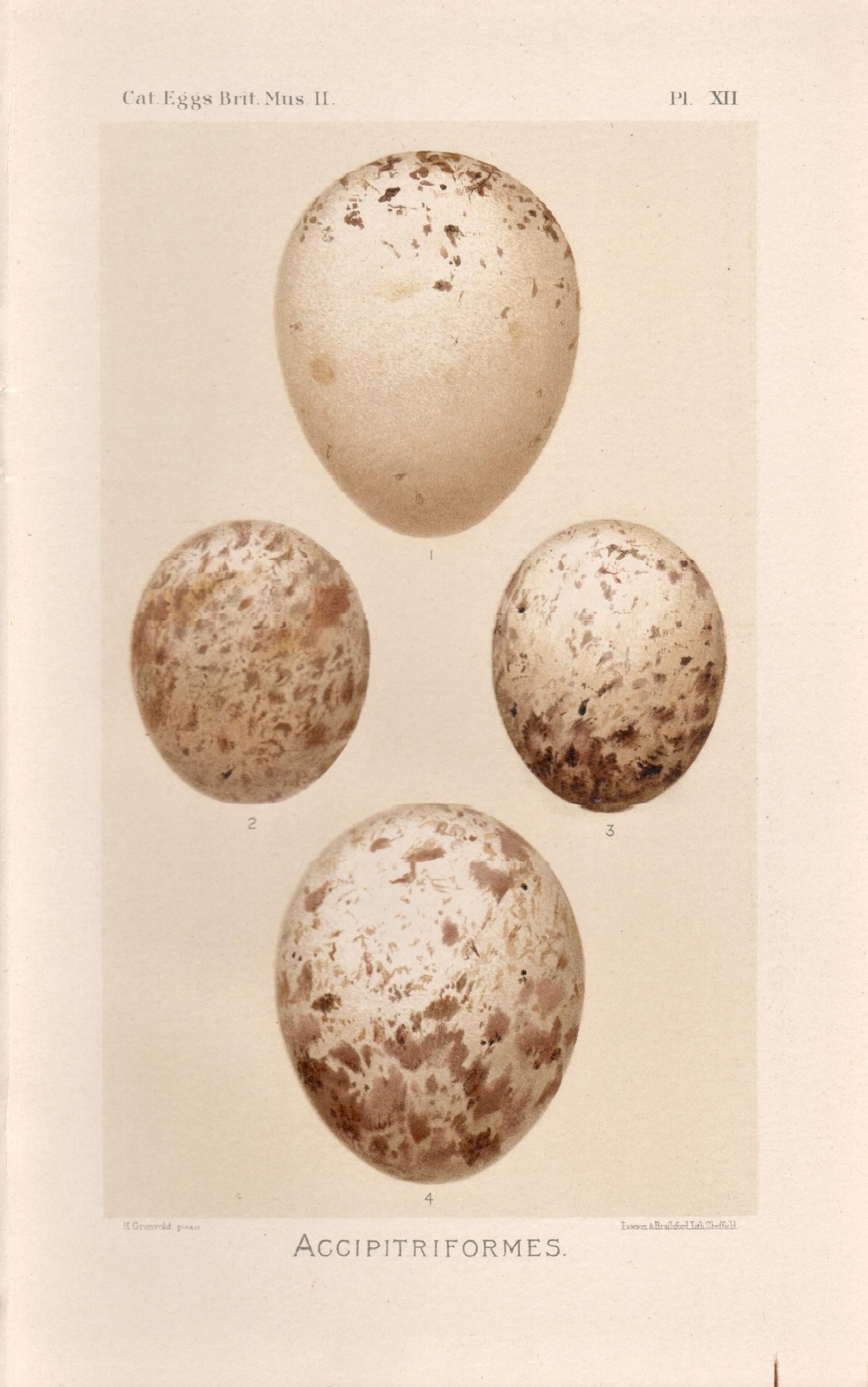 After Henrik Gronvold Animal Print - Bird Eggs - Antique egg chromolithograph print, 1905