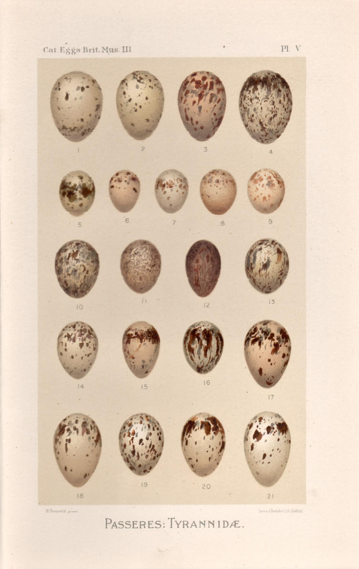 After Henrik Gronvold Animal Print - Bird Eggs - Antique egg chromolithograph print, 1905