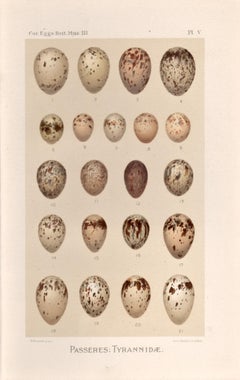 Œufs d'oiseaux - Impression chromolithologique ancienne d'un œuf, 1905