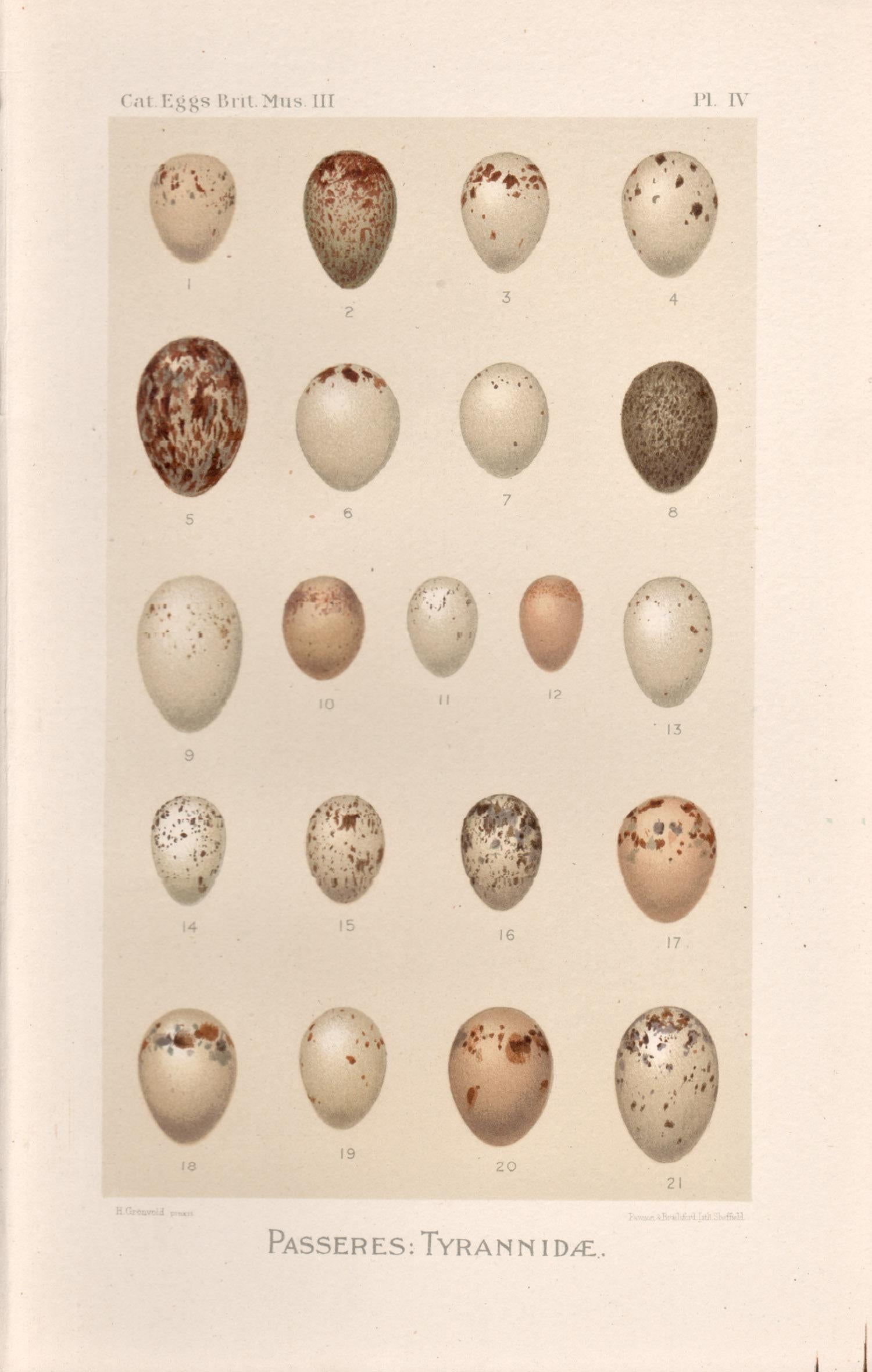 After Henrik Gronvold Animal Print - Bird Eggs - Antique egg chromolithograph print, 1905