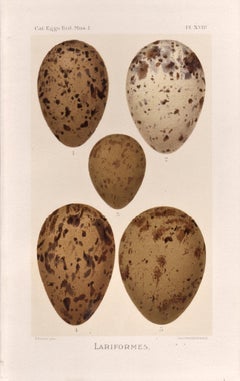 Bird Eggs - Antique egg chromolithograph print, 1905