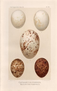 Bird Eggs - Antique egg chromolithograph print, 1905