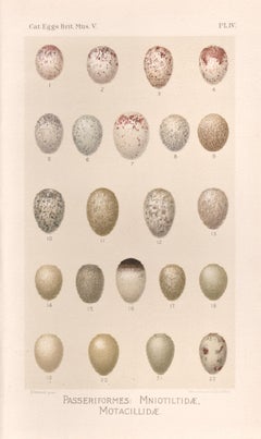 Bird Eggs - Antique egg chromolithograph print, 1905