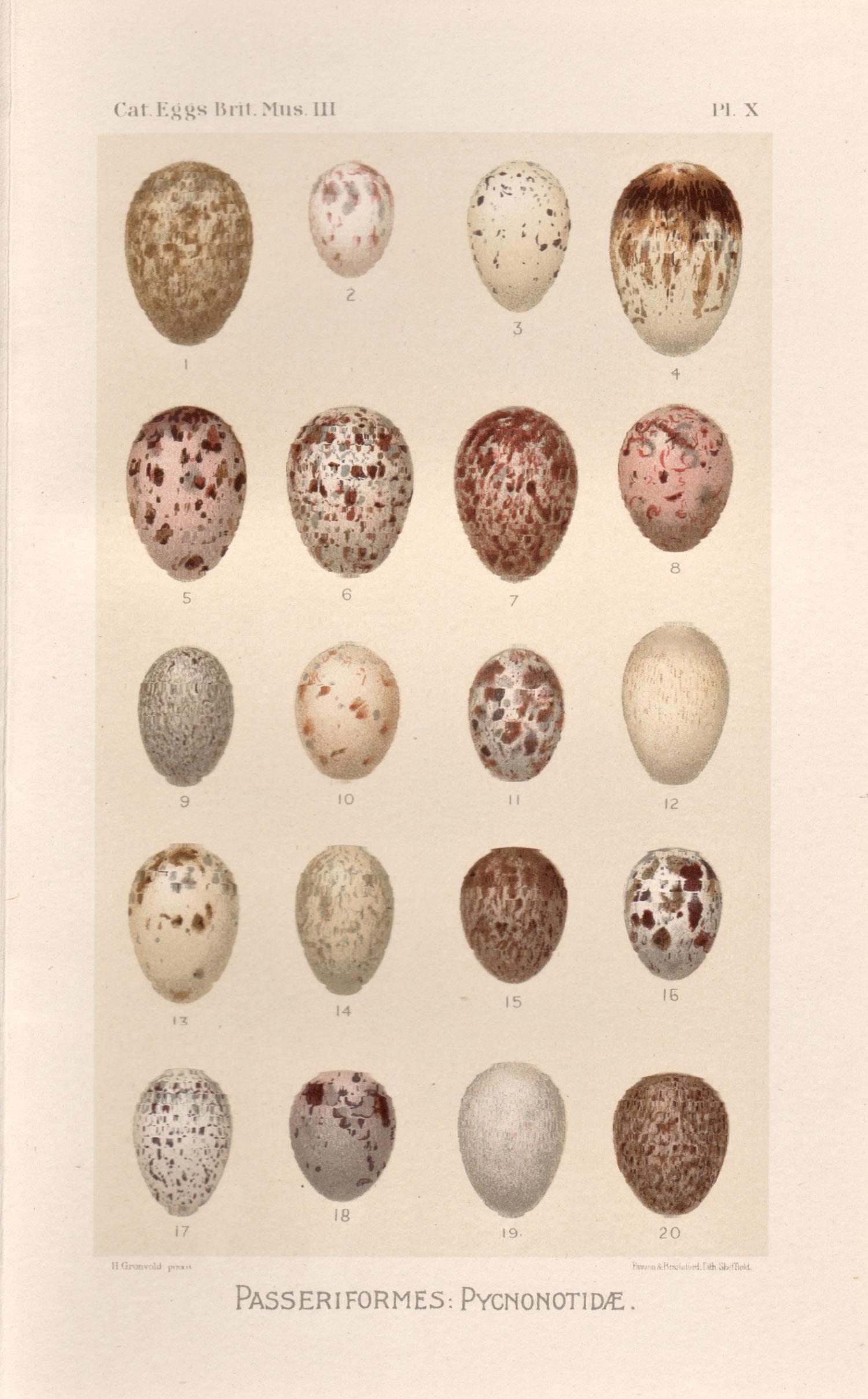 After Henrik Gronvold Animal Print - Bird Eggs - Antique egg chromolithograph print, 1905