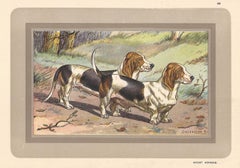 Basset Normand, French hound dog chromolithograph, 1930s