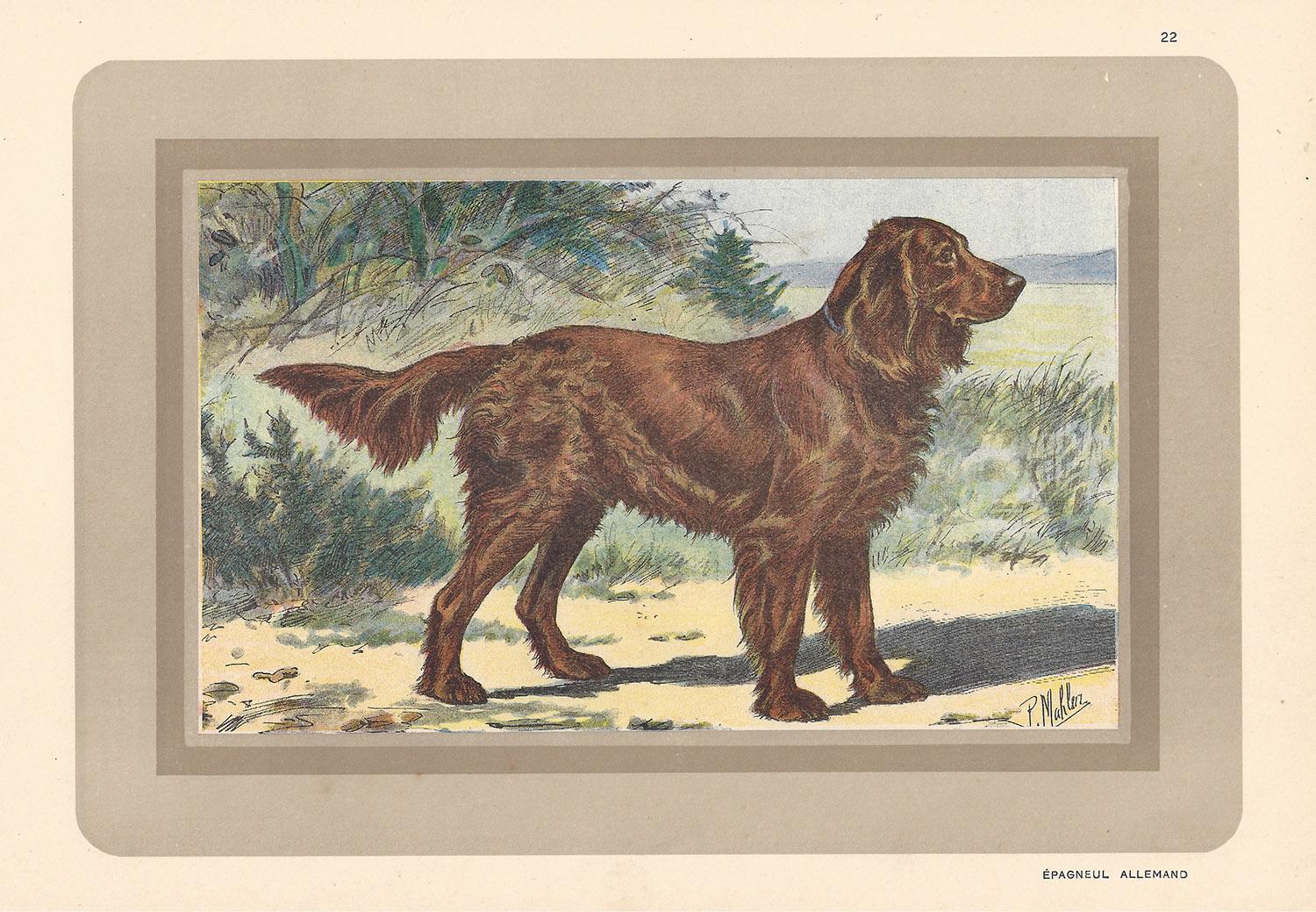 P. Mahler Animal Print - Epagneul Allemand - German Spaniel, French hound, dog chromolithograph, 1930s
