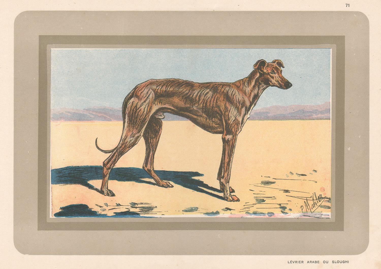 Unknown Animal Print - Arab Greyhound or Saluki, French hound, dog chromolithograph, 1930s