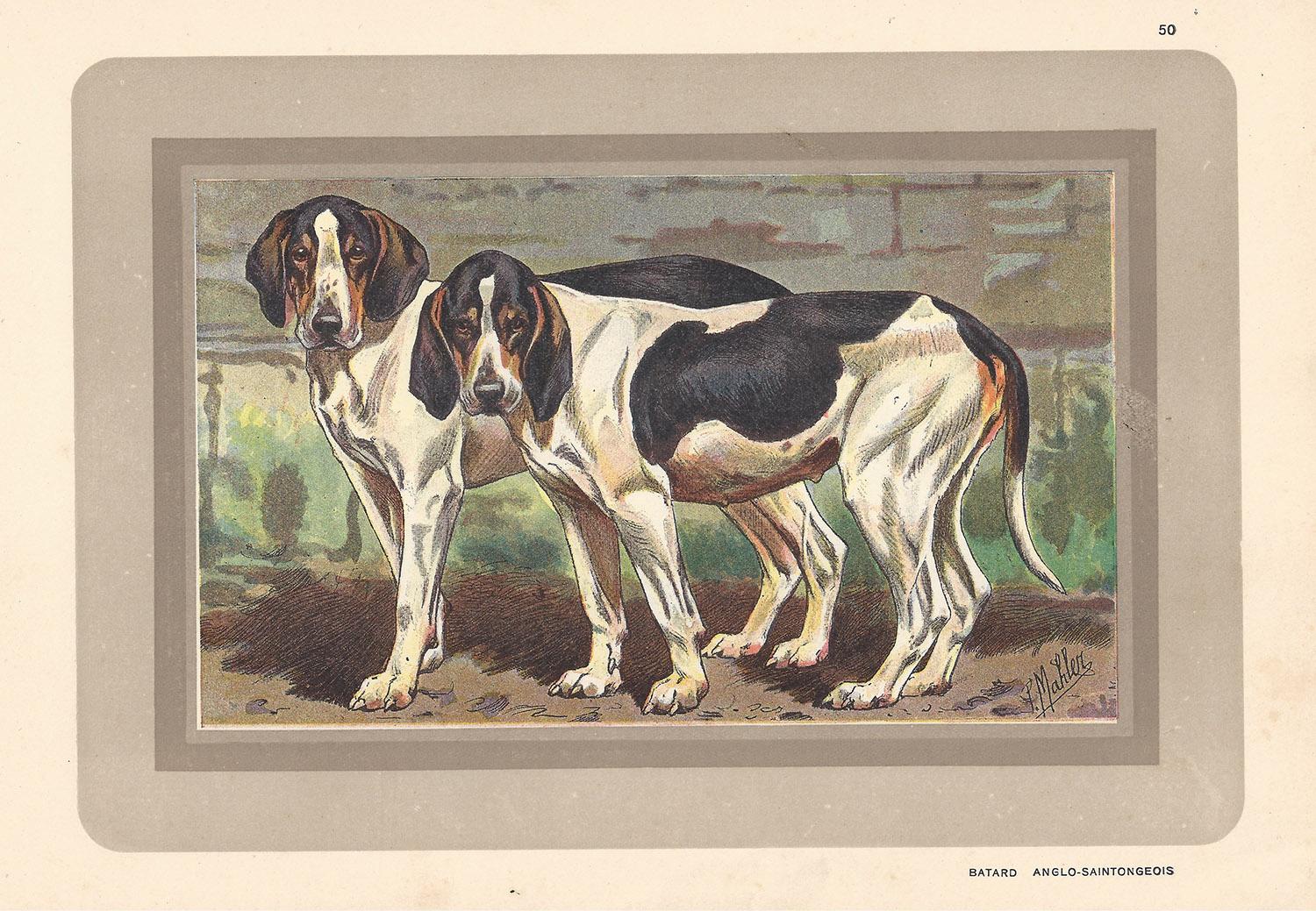 P. Mahler Animal Print - Batard Anglo-Saintongeois, French hound, dog chromolithograph, 1930s