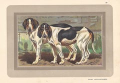Batard Anglo-Saintongeois, French hound, dog chromolithograph, 1930s