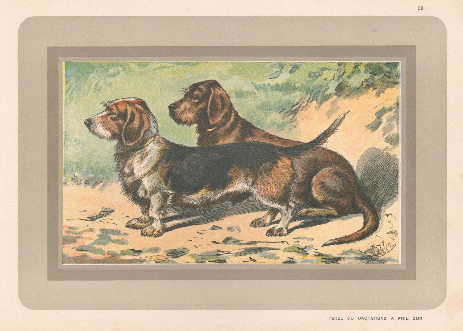 P. Mahler Animal Print - Rough Coated Dachshund, French hound, dog chromolithograph, 1930s