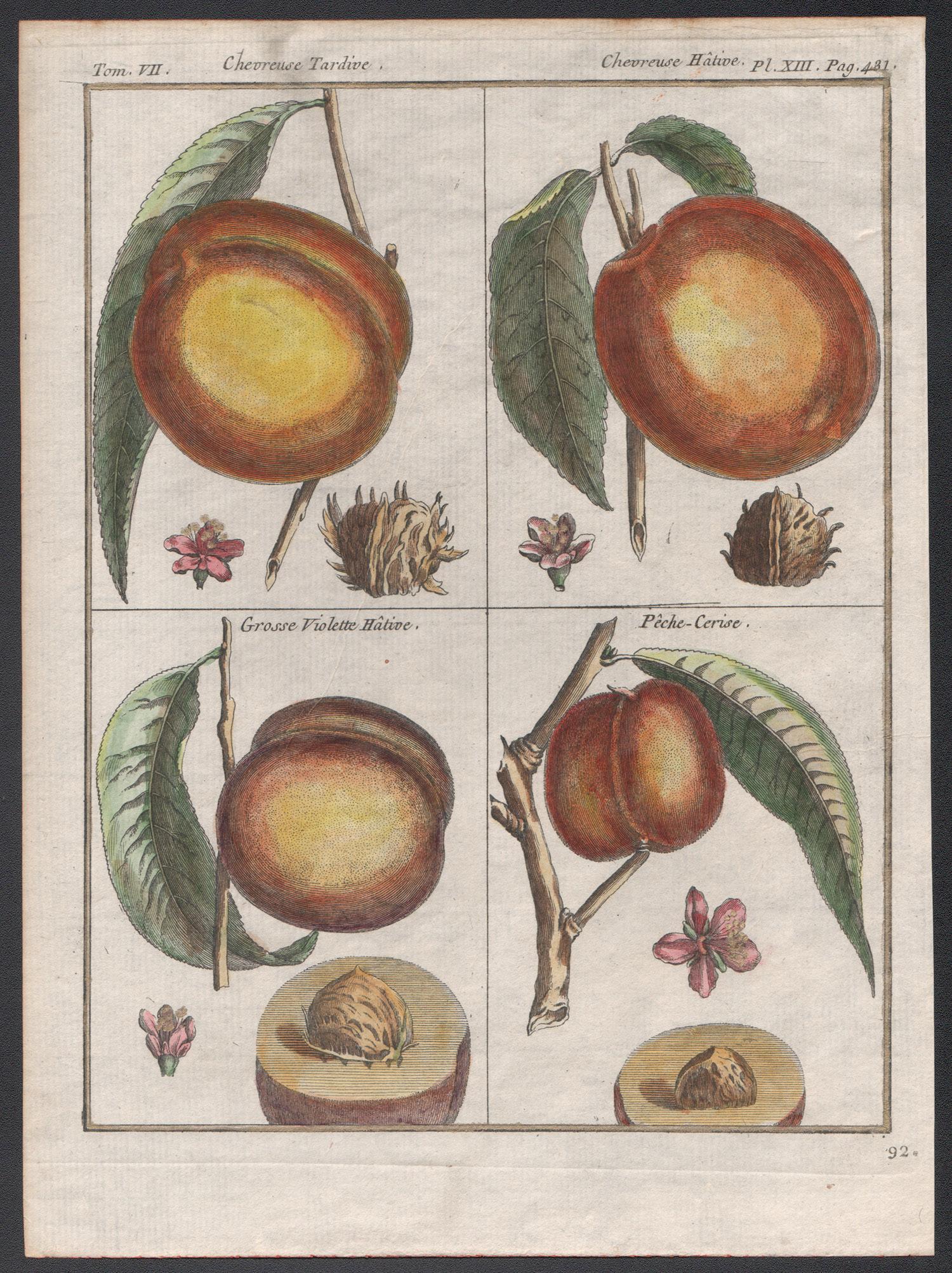 HL Duhamel Du Monceau Still-Life Print - Peach varieties, fruit engraving with later hand-colouring, circa 1770
