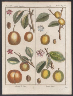 Apricot and Plum varieties, fruit engraving with later hand-colouring,  1770