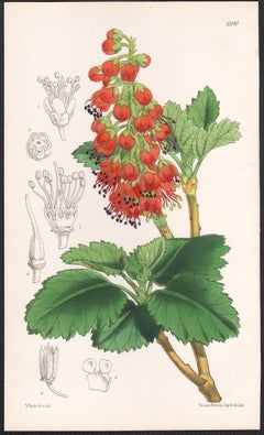 Greyia Sutherlandi, Sedum Dasyphyllum, Begonia Herbacia, 3 botanical lithographs