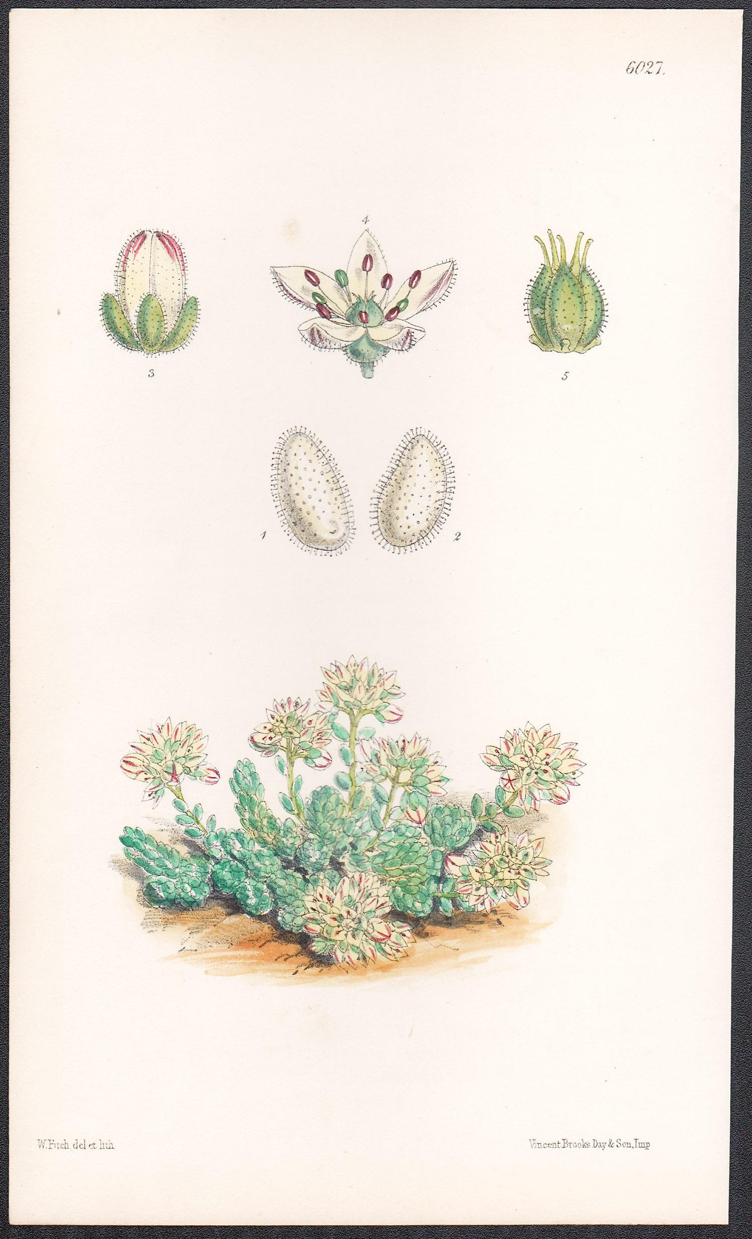 Greyia Sutherlandi, Sedum Dasyphyllum, Begonia Herbacia, 3 botanical lithographs - Print by Walter Hood Fitch