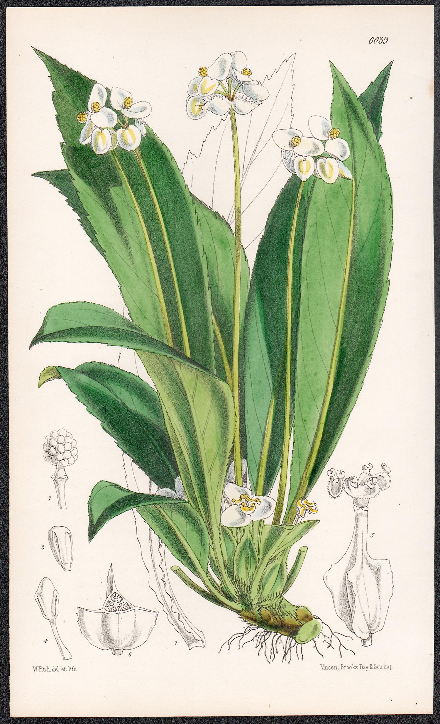 herbacias