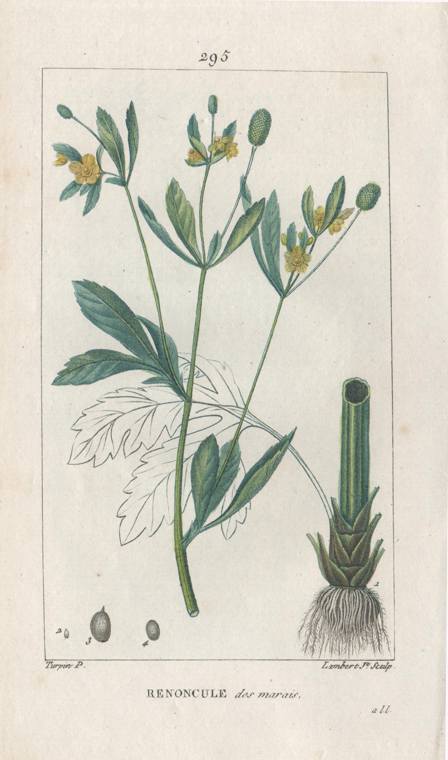 Renoncule des marais (Buttercup), French botanical flower engraving, 1818