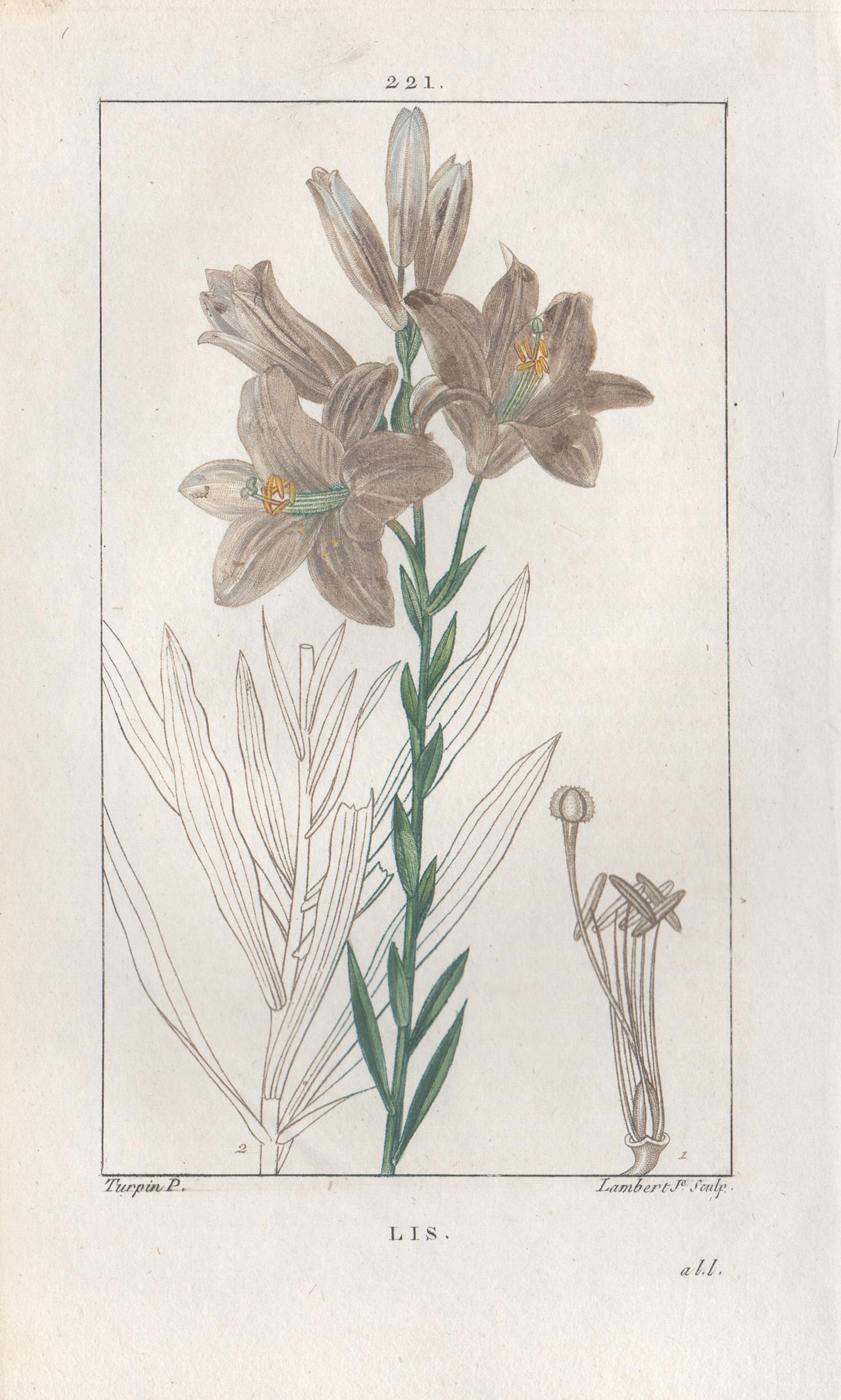 After Pierre Turpin Print - Lis (Liliy), French botanical herbal flower engraving, 1818
