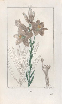 Französischer botanischer Pflanzenblumengravur von Lilien (Liliy), 1818