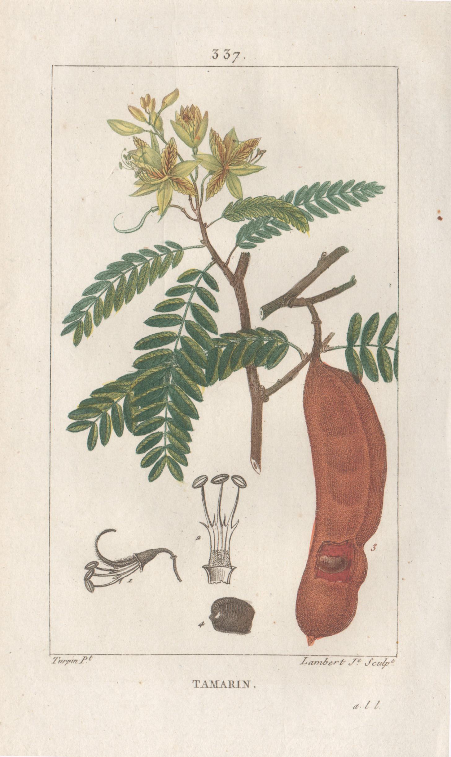 Tamarin (Tamarind), French botanical herbal medicinal flower engraving, 1818