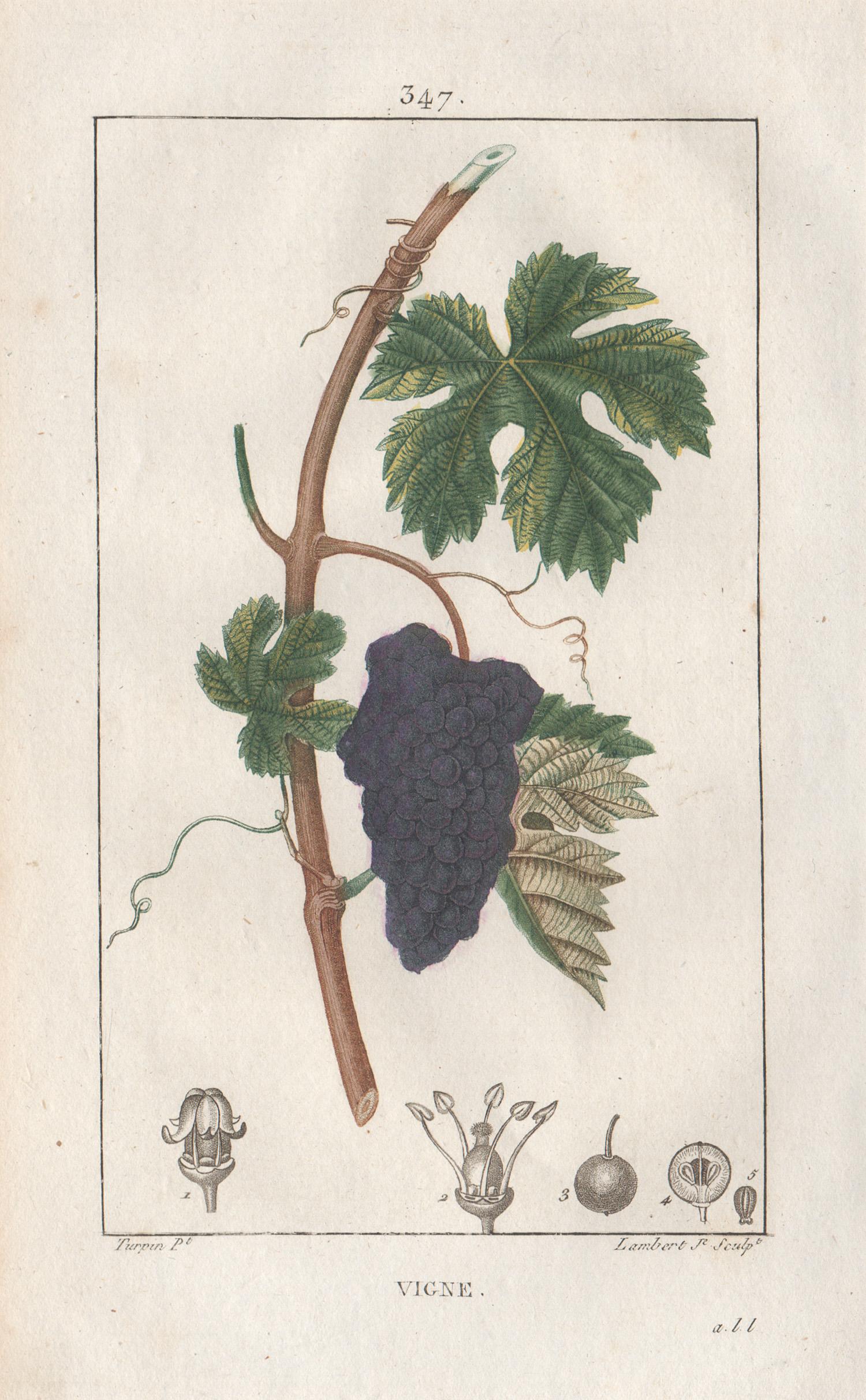 After Pierre Turpin Print - Vigne (Vine), French botanical wine grape fruit engraving, 1818