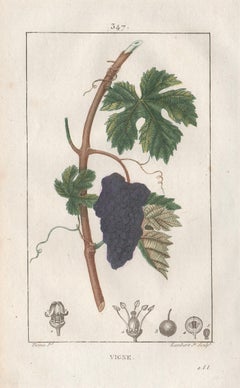 Vigne (Vine), French botanical wine grape fruit engraving, 1818