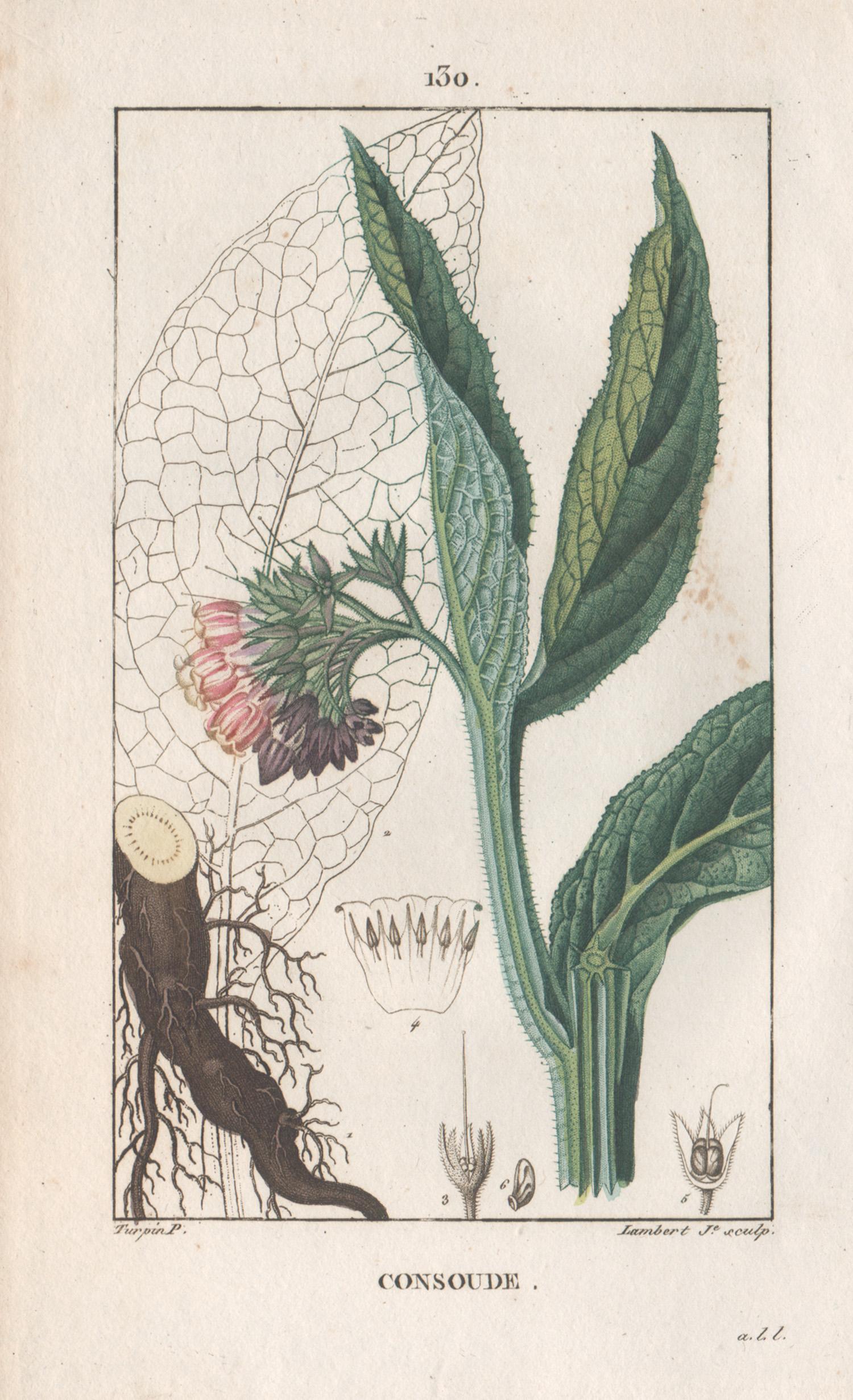After Pierre Turpin Print - Consoude (Symphytum - Comfrey), French botanical herbal flower engraving, 1818