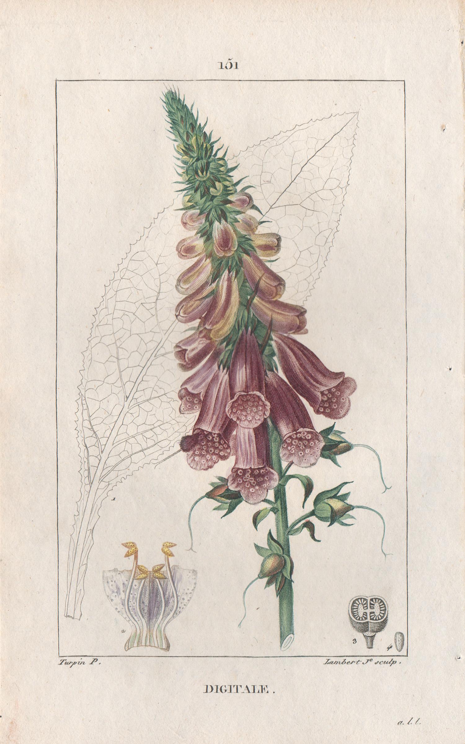 After Pierre Turpin Print - Digitale (Foxglove), French botanical medicinal herbal flower engraving, 1818
