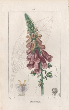 Digitale (Fingerhut):: französische botanische Heilkräuterblumengravur:: 1818