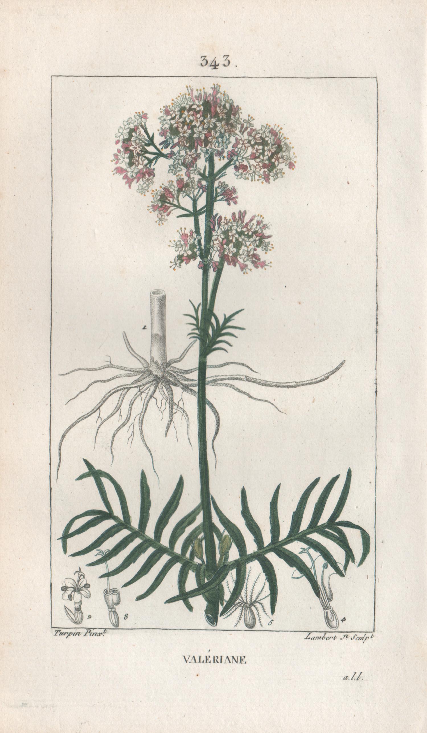 Valeriane (Valerian), French botanical medicinal herbal flower engraving, 1818
