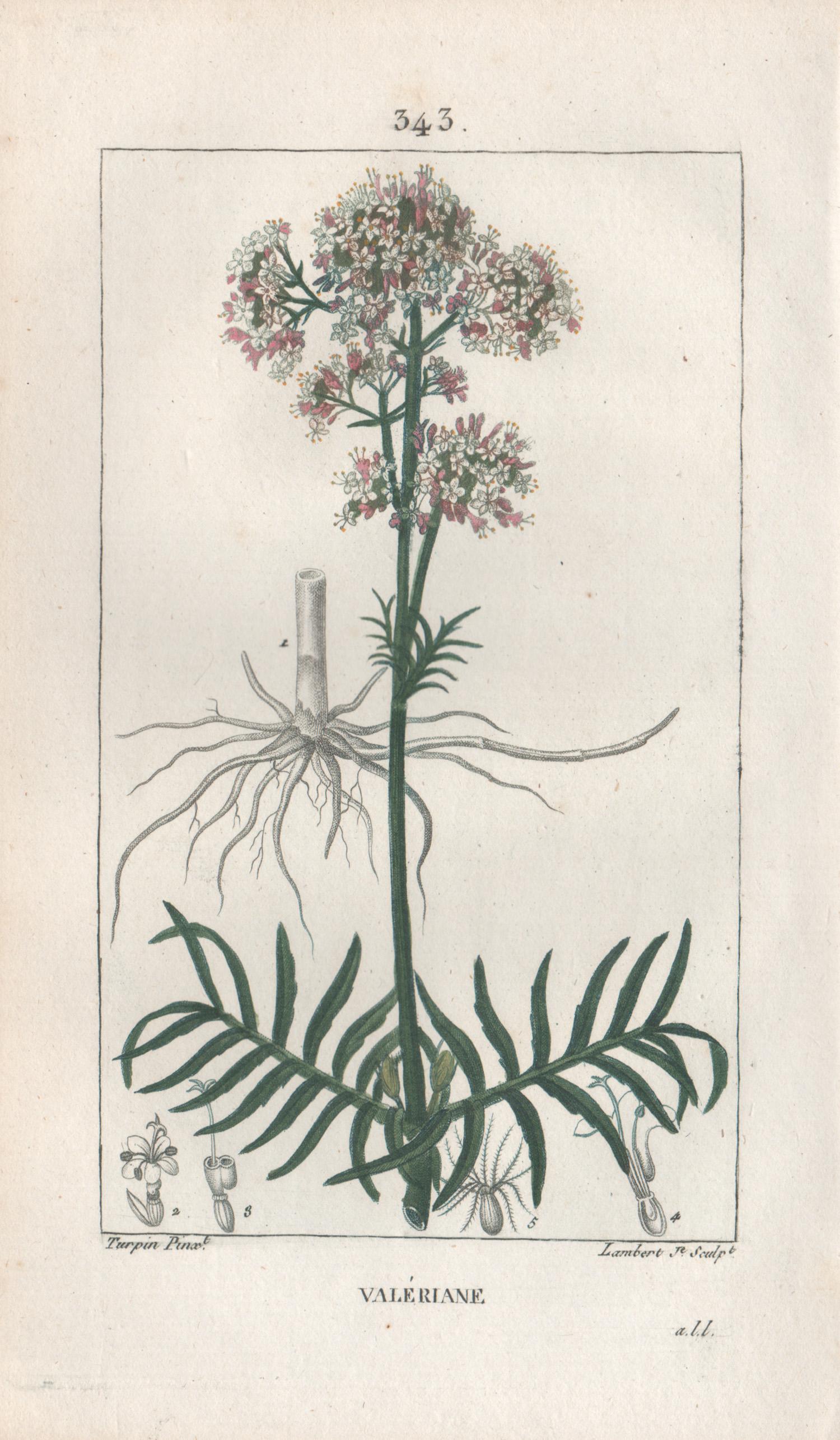 Valeriane (Valeriana), grabado botánico medicinal francés de flores de hierbas, 1818
