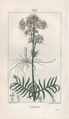 Valeriane (Valeriana), grabado botánico medicinal francés de flores de hierbas, 1818