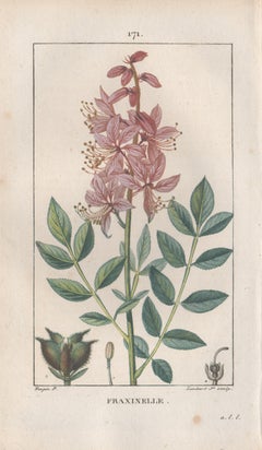 Fraxinelle (Dictamnus albus), French botanical herbal flower engraving, 1818