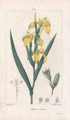 Iris des Marais, gravure française de fleurs herbes botaniques jaunes, 1818