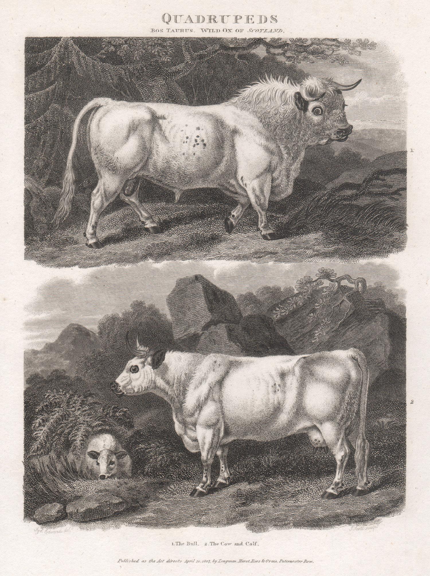 The Bull & The Cow and Calf, English animal cow cattle engraving, 1807