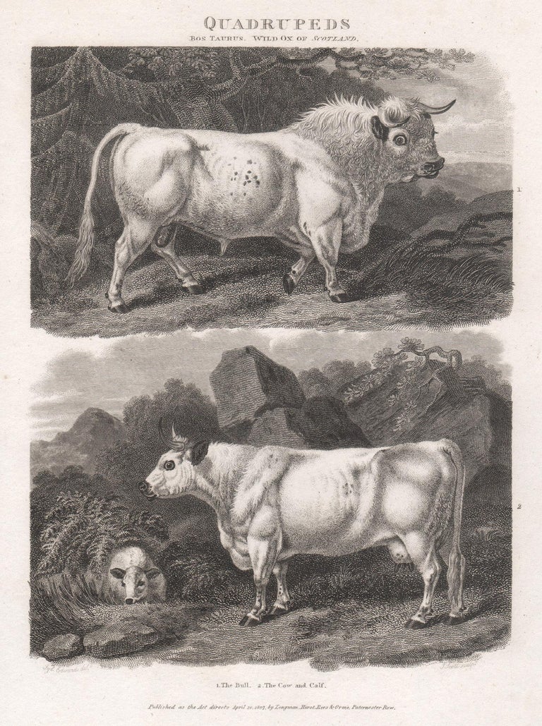 Unknown The Bull and The Cow and Calf, English animal cow cattle